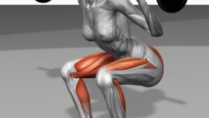 The muscles involved in barbell squat exercises. The agonist (active) muscles of this exercise are highlighted.